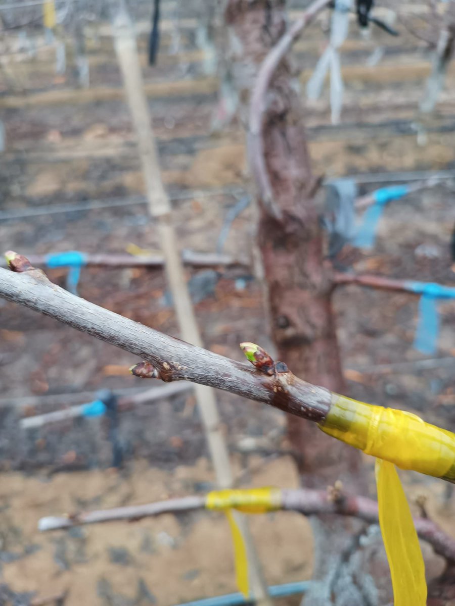 Guillermo_S12's tweet photo. Brote con toda la fuerza emergiendo, Cerezas , Variedad Santina , Sta Cruz , Colchagua, Region del Lib. Gral. Bdo. O´Higgins, Chile.
cc @TridgeGlobal @SIMFRUITdeASOEX @Fedefruta https://t.co/r9gekHyEIB