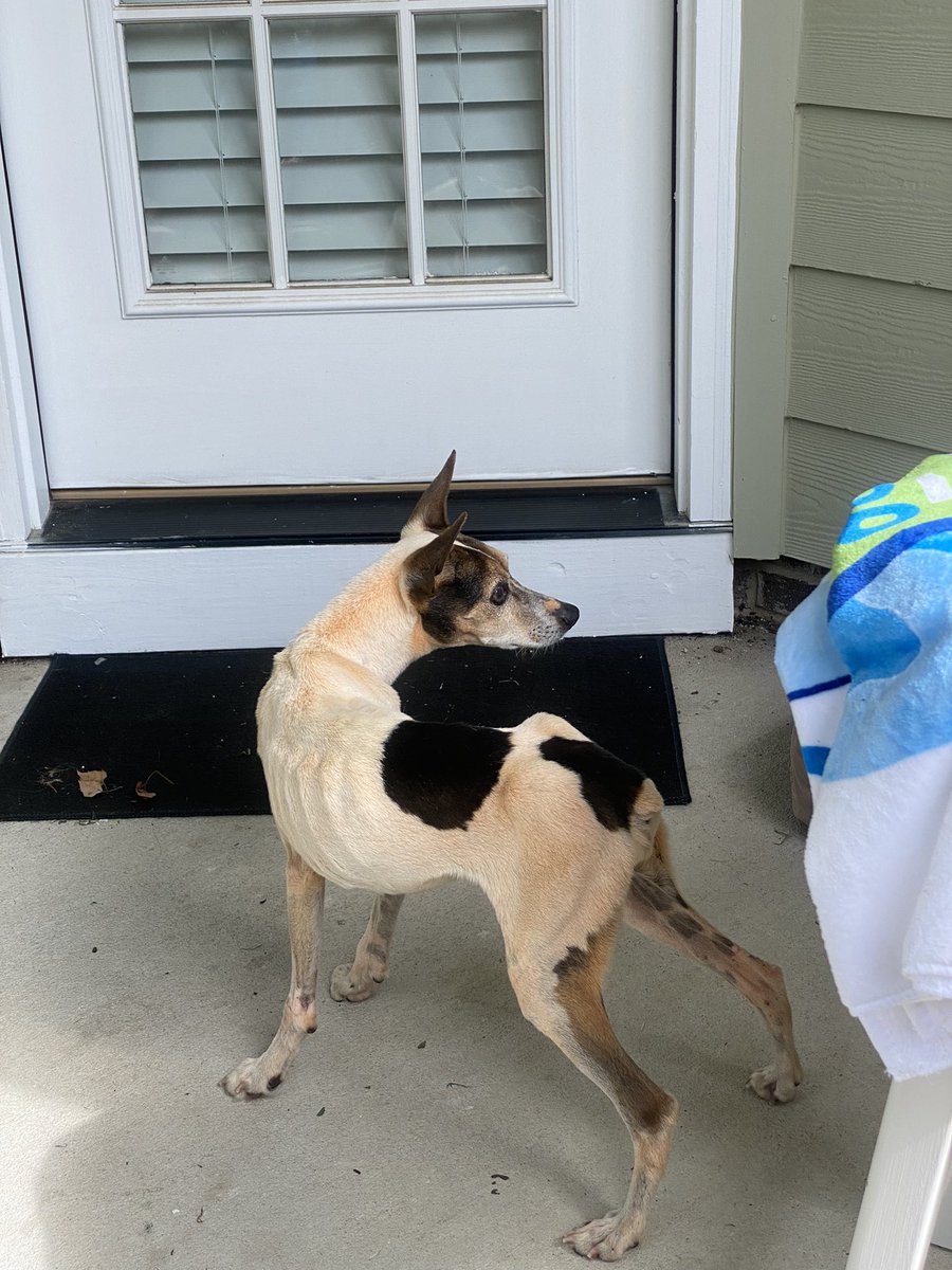 LilyKile's tweet photo. Update on stay dog. Much happier and healthier but still needs to put on more weight. https://t.co/6rsZfJcKeC