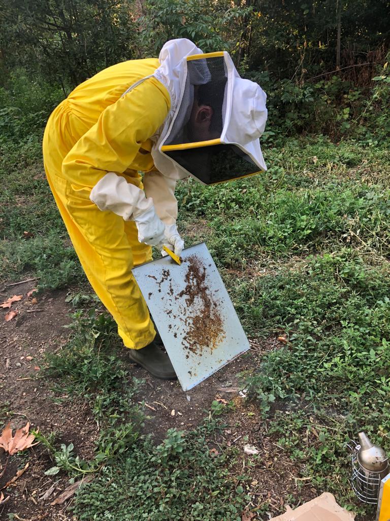 LeApiAlCastello's tweet photo. ...24 days later, we completed the #varroatreatment . We put the #queens back in their respective #beehives after spraying the #bees with a solution of water, sugar, and oxalic acid #savethebees #BeekeepersHour https://t.co/AGlljuhTwq