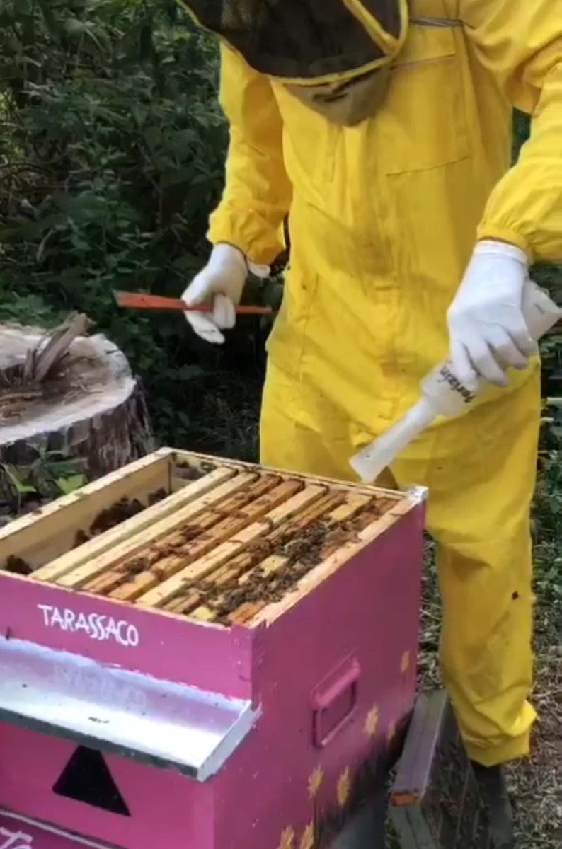 LeApiAlCastello's tweet photo. ...24 days later, we completed the #varroatreatment . We put the #queens back in their respective #beehives after spraying the #bees with a solution of water, sugar, and oxalic acid #savethebees #BeekeepersHour https://t.co/AGlljuhTwq