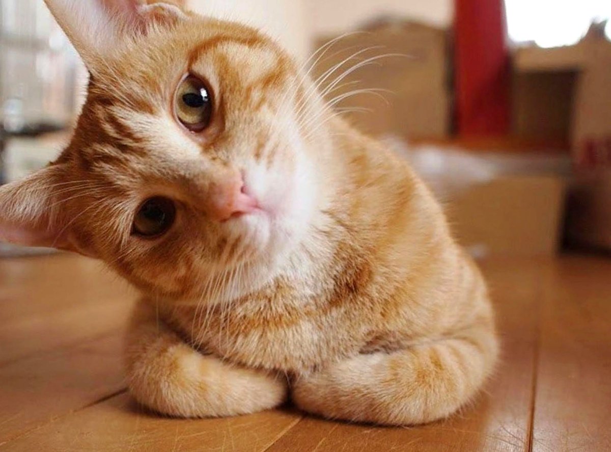 Кот с вопросительным лицом
