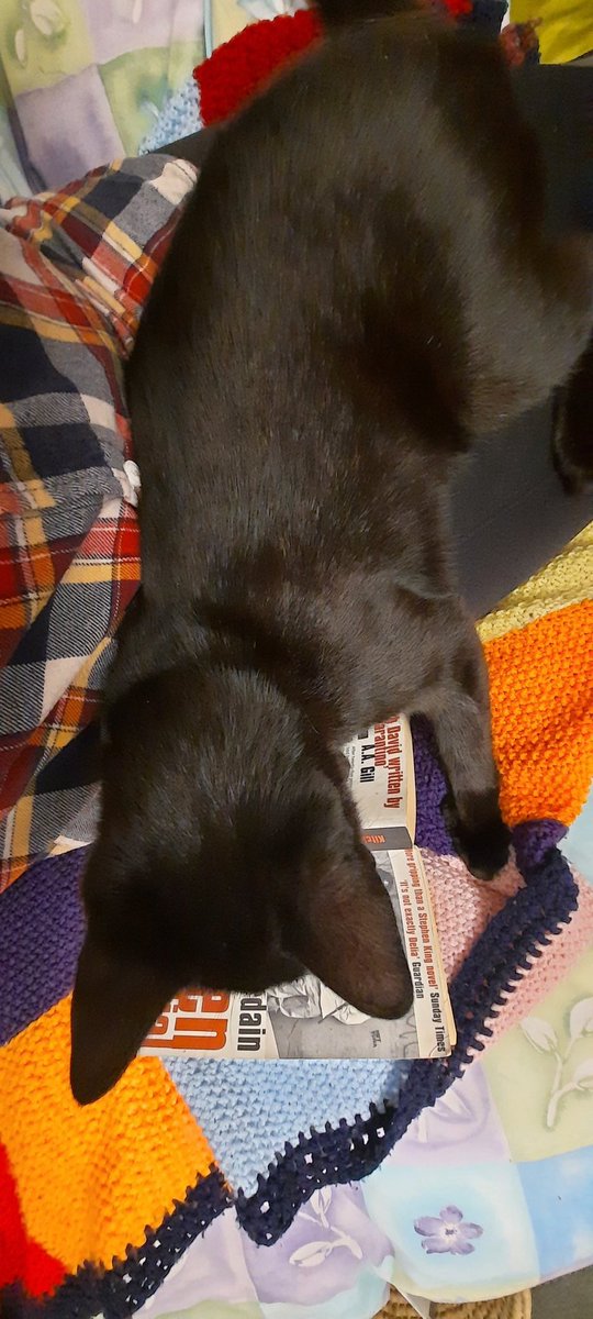 penny_face's tweet photo. Another top tier feeling is the semi-feral barn cat coming in for snuggs. When she purrs she sounds like a bird; trills and coos. https://t.co/iHpGyjvJn3
