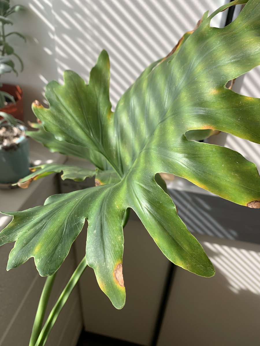 So this one had spider mites and was treated with neem and now all leaves look like this… clearly unhappy! What to do? #HouseplantHour