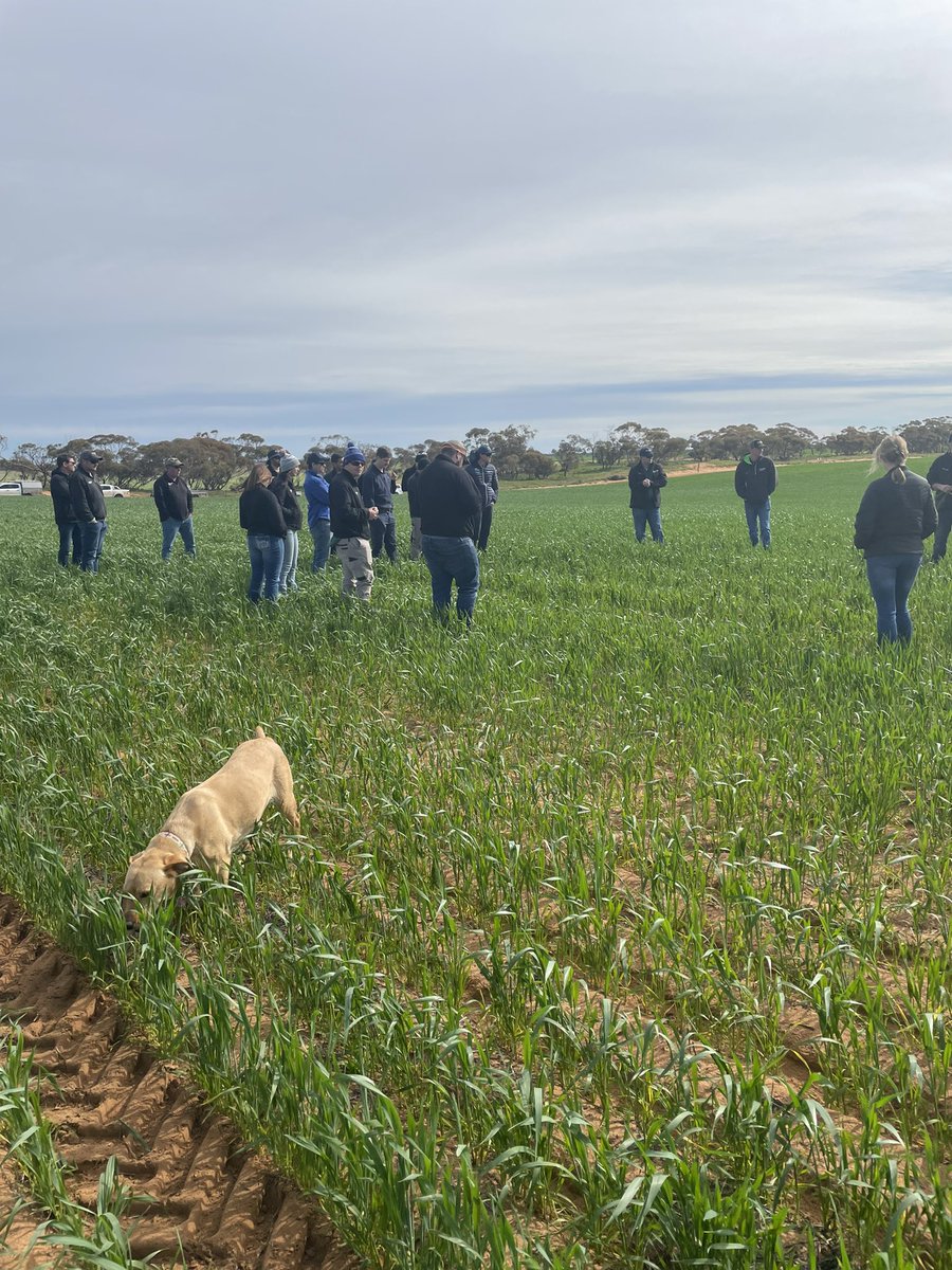 Simon Severin tweet media