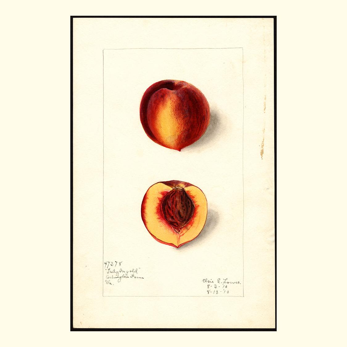 pomological's tweet photo. lady ingold peaches, painted by elsie e. lower, 1910 https://t.co/HSYv3WAPcL