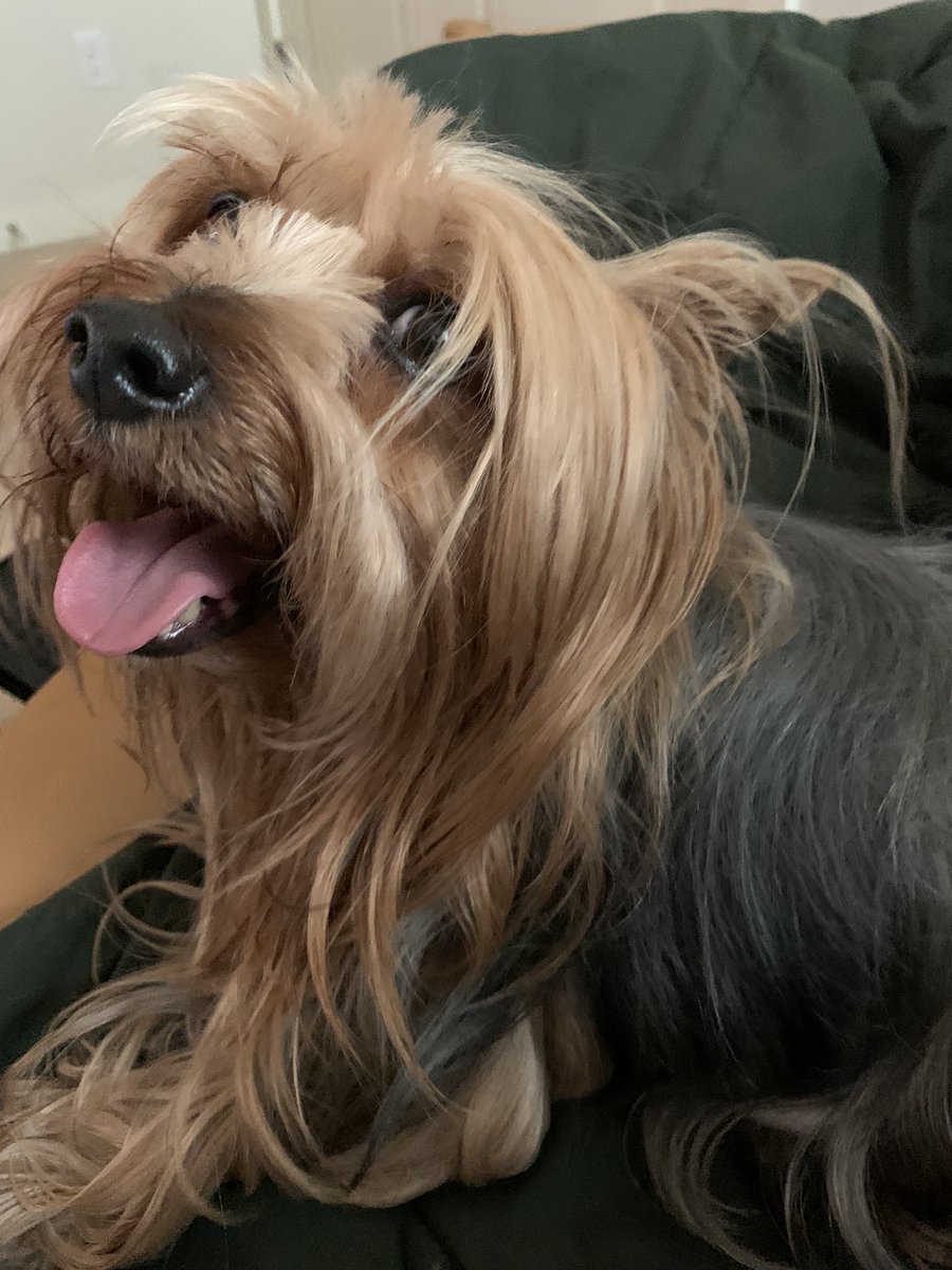 psbbrown's tweet photo. Just back from patrol - have to say, itโs too hot fir me and the zombies - they ran for cover in the bushes and I came home for a nice cold drink - weโre secure for the time being - Pvt Theo O&O #ZSHQ #DogsOfTwitter #YorkieNation https://t.co/i8fOuUMwan