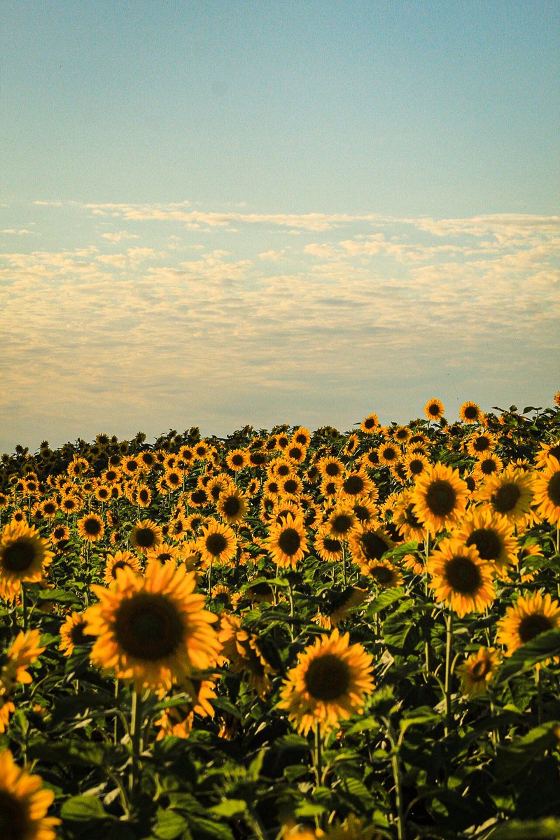 ral_acua's tweet photo. ¡Oficialmente arranco la temporada de girasoles en Paraguay! 😍🌻🇵🇾

¿Te gustaría visitar y hacer fotos increíbles ahí? 👀✨ https://t.co/H8WxQ9LsYZ