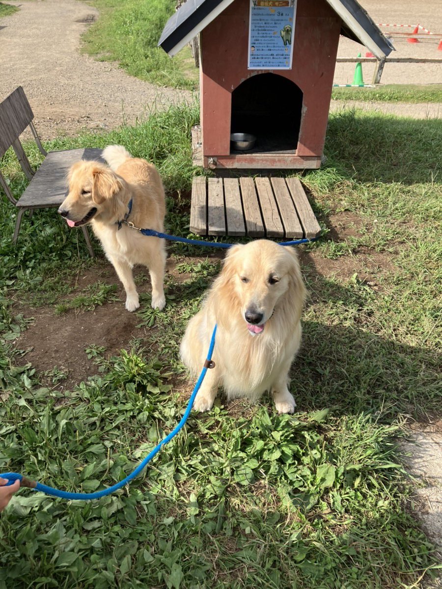 お盆の旅２日目、3日目🐶

2日目は観光を✨

同じ名前のサニーがいるとのことで、牧場へ🐮

会ってみたら可愛すぎた💕しかも同じ3歳で、飼い主興奮しました🤣

3日目は、川へ

水温が冷たすぎて、人間はほとんど入らず😭
サニーも上がった後はガクガク🥶

なので、観光をしながら帰りました😅