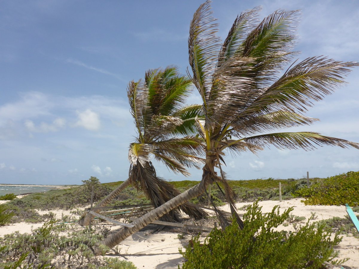 Almost 5 years after #HurricaneIrma palm trees bent by the #StormSurge restart growing upright.
Such a bend may possibly be used as a (bio)indicator for damage related to #marine #inundation.
@ Daddy´s Love Shack on #Anegada, #BVI