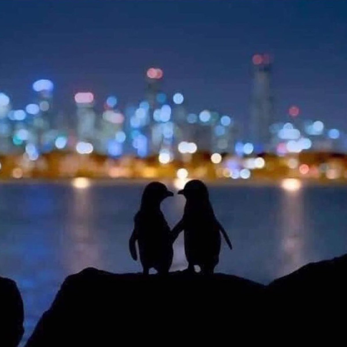 oganimals's tweet photo. The lighter penguin is an elderly female whose partner died this year. The darker one is a younger male who lost his partner two years ago. Biologist have followed them as they meet every night to comfort each other. They stand for hours together watching the lights in Melbourne https://t.co/7sjMiKNwSf