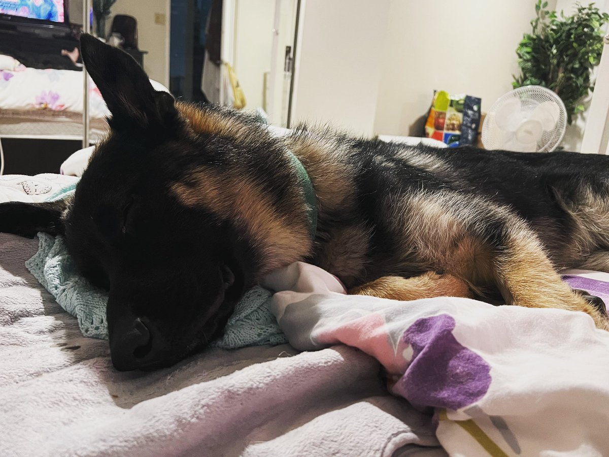minicmk's tweet photo. Meet my new cuddle buddy! Henry! https://t.co/n70kw4IZnr
