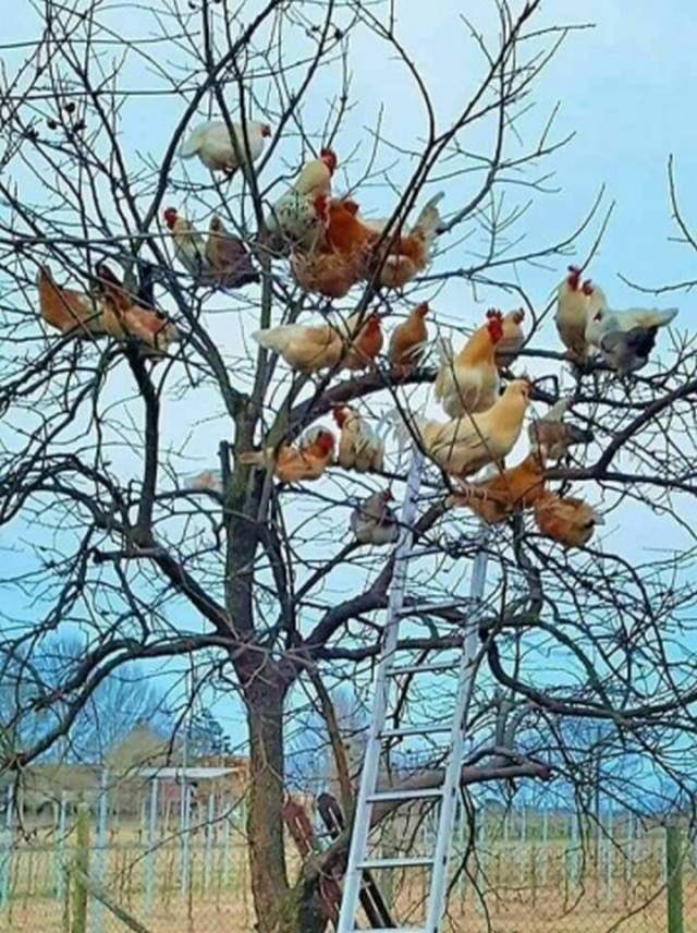 AgathaChocolats's tweet photo. In six words or fewer, write a story about this photo.
#sixwordstory #WritingCommunity https://t.co/UJx7nrdEYy