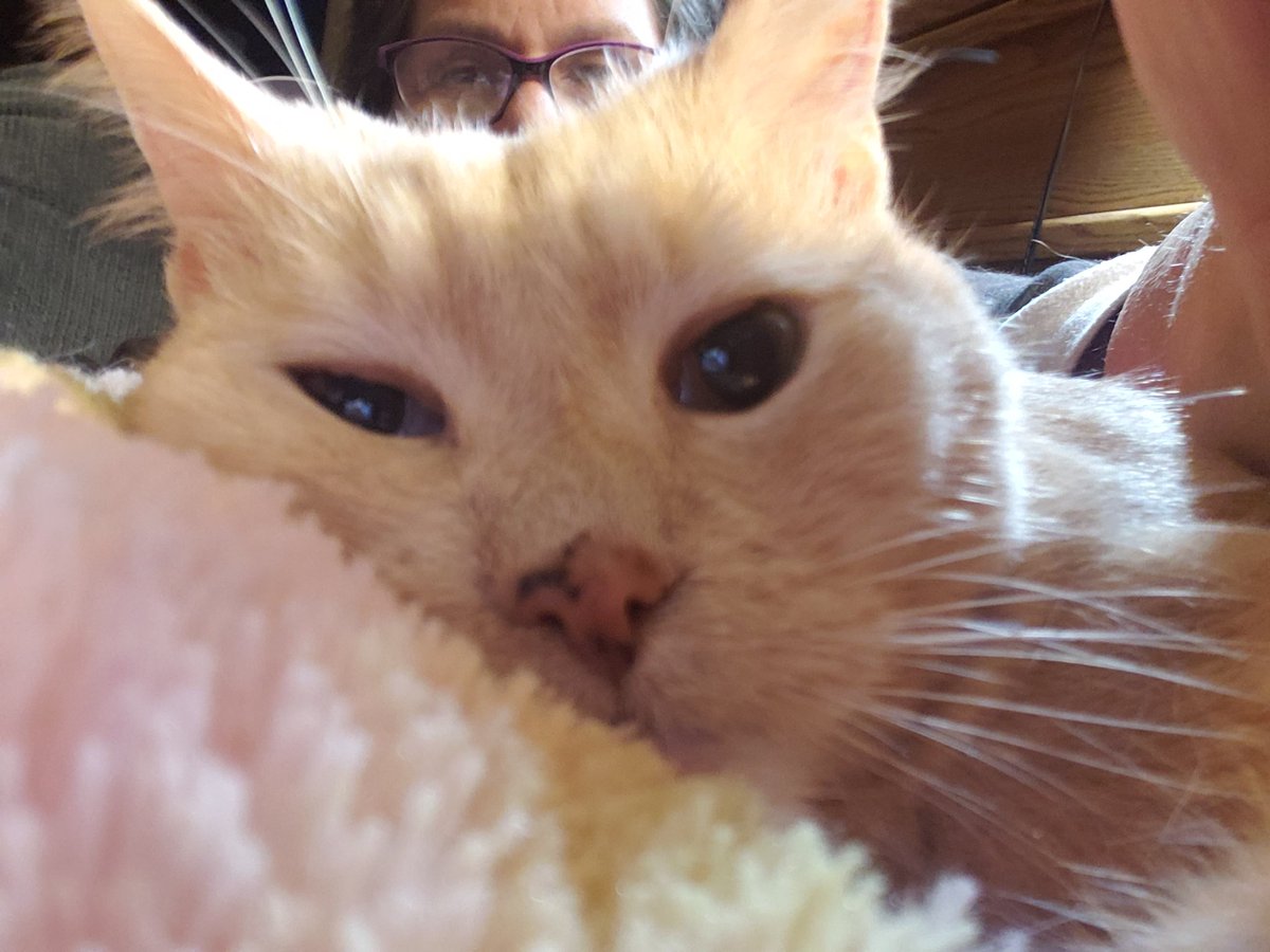 GordonHarmony's tweet photo. @badpiratemonkey @JennyNicholas4 @evamacalpi @KandHarpo @catsrule0 @chalkymacalpi @Notasquirrel @Spiggitzfan @MightyMolasses @StevieEvilCat @Lazlovely @Lpowell588Lady @Zozie_zo @Emma_black_cat @SassytheMinPin @LBisaillon @timhoyt14 @felonimayhem @BarbaraBpiwetz @veryangrysquid @judesgray @lovedamitten @ThorSelfies @jschwartz71 @DUCHYKINS3 @TeddyTedaloo @thebrainofspock @MoetBlindCat @Biapmad @lynda3035 @bettinaschroed5 @thecatsartist @SophietheCat3 @TeddysFamiwy @3coolkatz @Blutospin @GregariousGus @PicklesBottom @Mygreatredmare @irisesther54 @BonniedaWestie @ZeroRice1012 @Bemocked_Cypher @livingroomlions @OdellGang @fluffybasil @Pixie_Tooth @MrMoustacheCat Beegee heard that little meow and he is definitely alert now !
He's looking for the kitty. LOL.
I don't have the heart to tell him it was video.
#IndoorCatProblems
Pawwaves https://t.co/Ineyo7mN6Z
