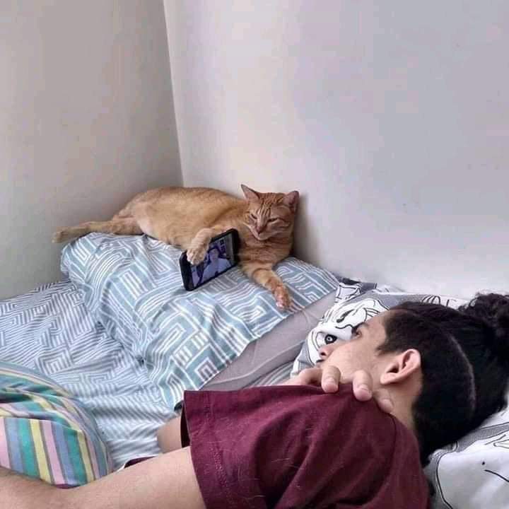 cats being weird little guys 👅 (@weirdlilguys) on Twitter photo 