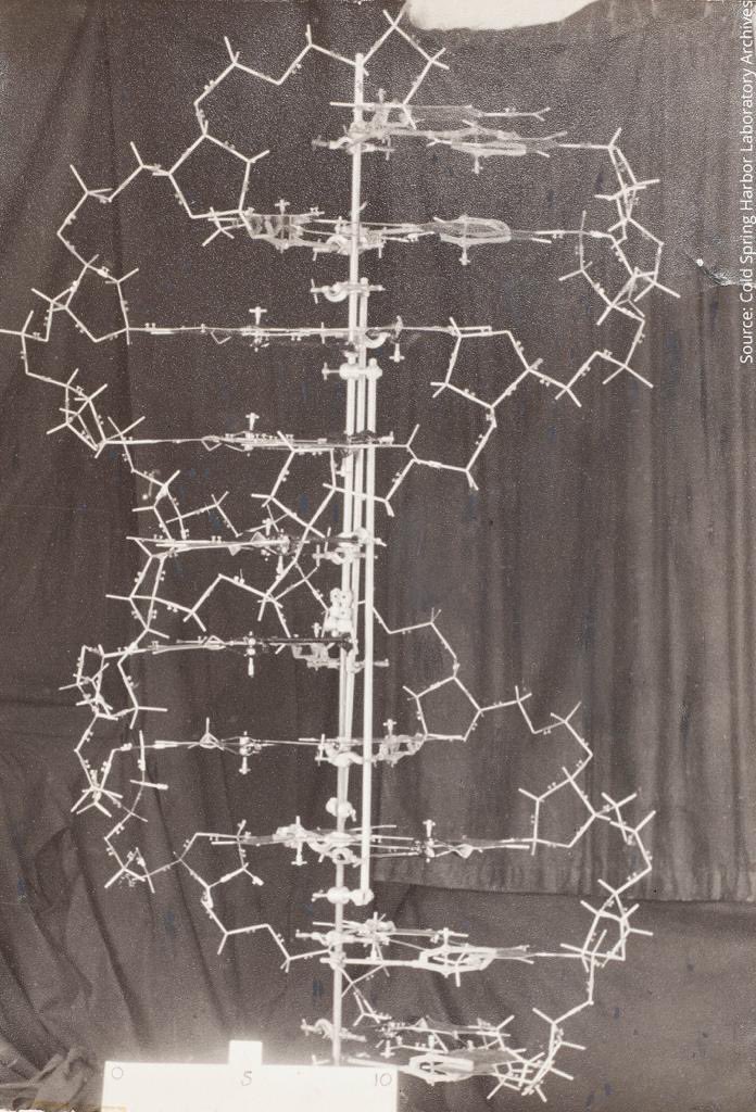 Kingdomtech2's tweet photo. original DNA model by Watson and Crick.. the molecule that carries the genetic information from one generation to another #Web3 #DeFi #DAO https://t.co/0TAs49o4td
