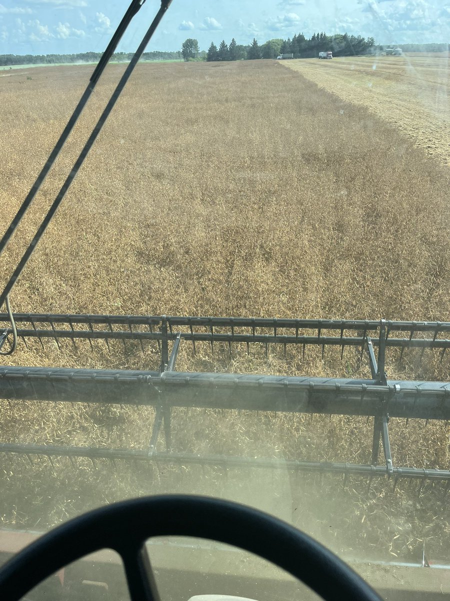 Yellow peas22 fun times