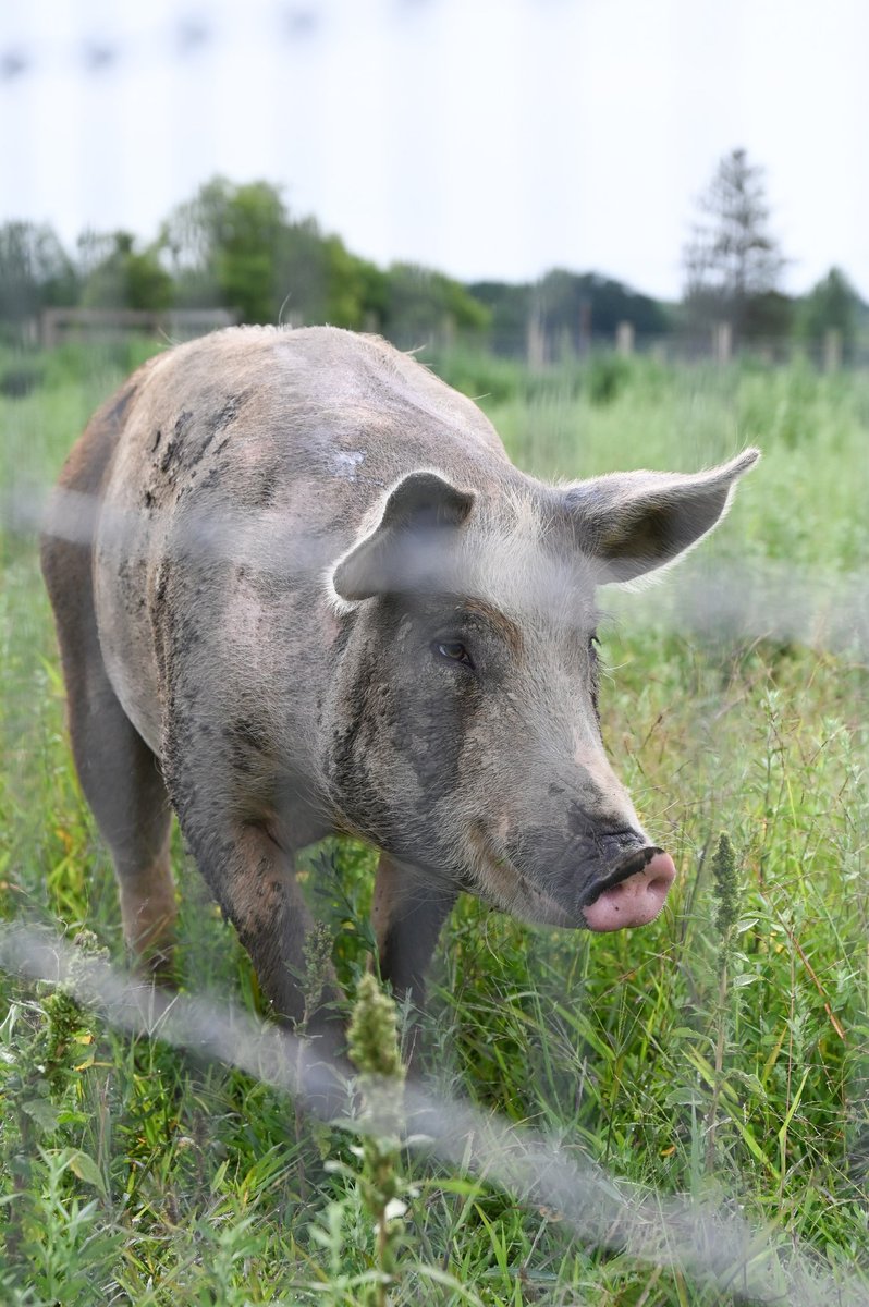 Farmaste Sanctuary tweet media