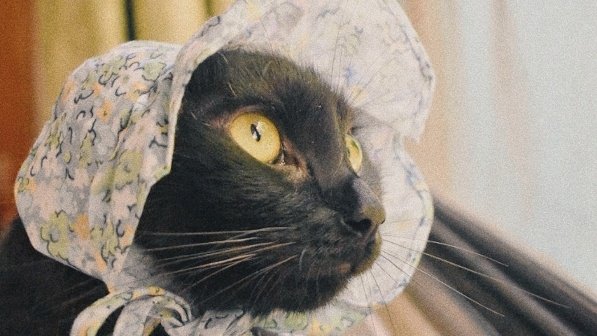 sxfiavd's tweet photo. Gracias por estar 10 meses a mi lado, te voy a extrañar preciosa🐈‍⬛🖤 https://t.co/5IbBRWtbJ1