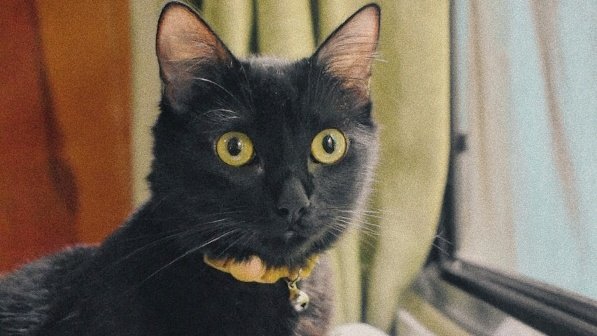 sxfiavd's tweet photo. Gracias por estar 10 meses a mi lado, te voy a extrañar preciosa🐈‍⬛🖤 https://t.co/5IbBRWtbJ1
