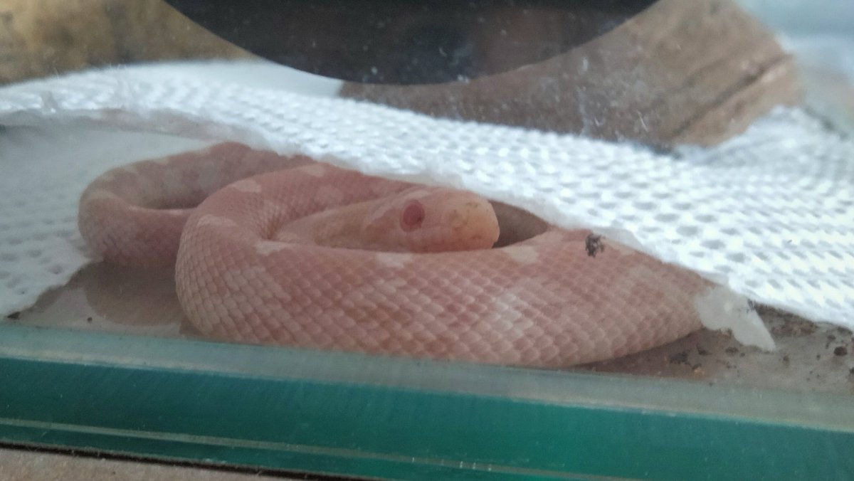 MochiSnek's tweet photo. thought my finger is food, now she's angry https://t.co/a08RsrpdmR