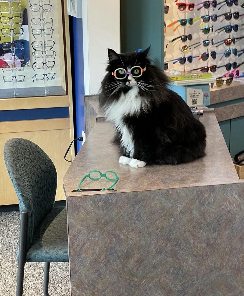 AHappierDay's tweet image. This is Truffles; she works at a children’s optometrist to help them feel better about wearing glasses.