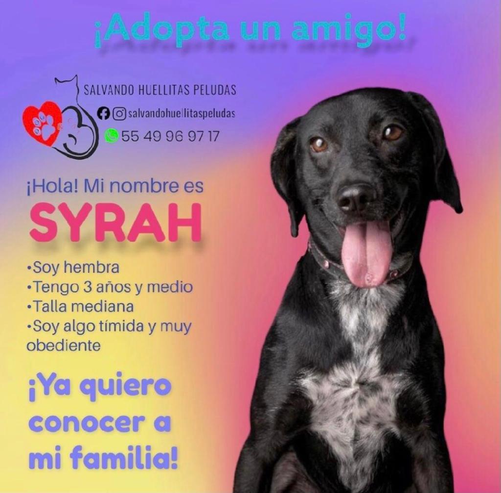 Farandula021's tweet photo. Comunidad:

¿Nos ayudan con un retuit para encontrar un hogar para SYRAH?

Para más información comunicarse con Salvando Huellitas Peludas. https://t.co/5xgEp32DMB