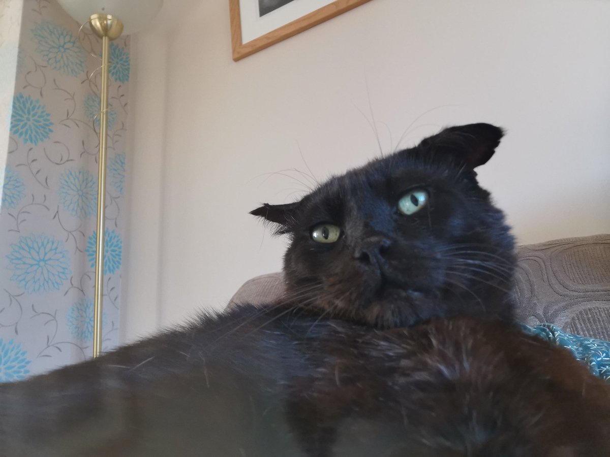 Shady_planet79's tweet photo. @TreasuryMog Im jet and mum thinks im 9 years or there abouts, she fostered me in march 22 after jas paased away but couldnt bare to let me go as im so handsome so adopted me 😻 https://t.co/iRtQOVJFGu