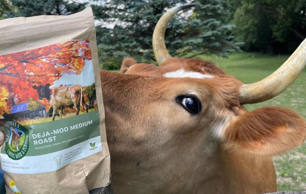 EcoSeezy's tweet photo. Animal sanctuaries rely on donations to ensure a happy life for saved animals. If you're a coffee drinker please consider helping @StardustAnimal by buying a bag from @Fluffyroastery. Use the code STARDUST at checkout &amp; they'll receive a donation of $2.50 for every purchase. https://t.co/ccgdXQlT20