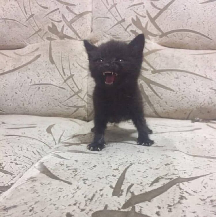 little animals that are very small tweet media