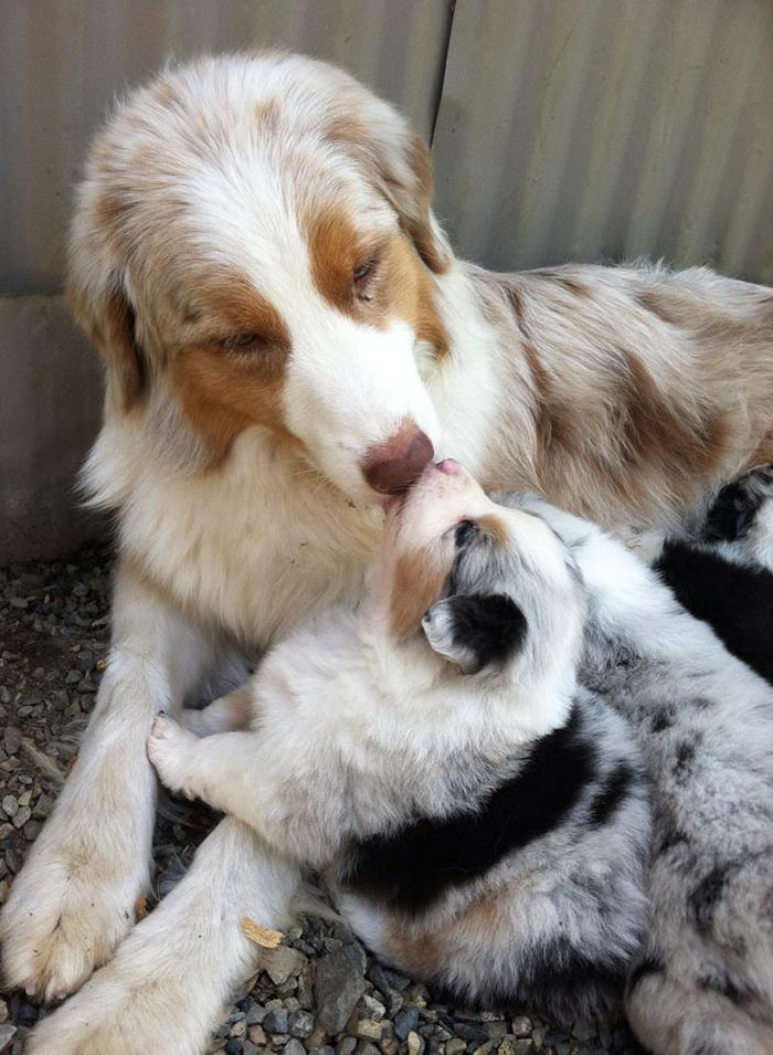 Pups Please! tweet media
