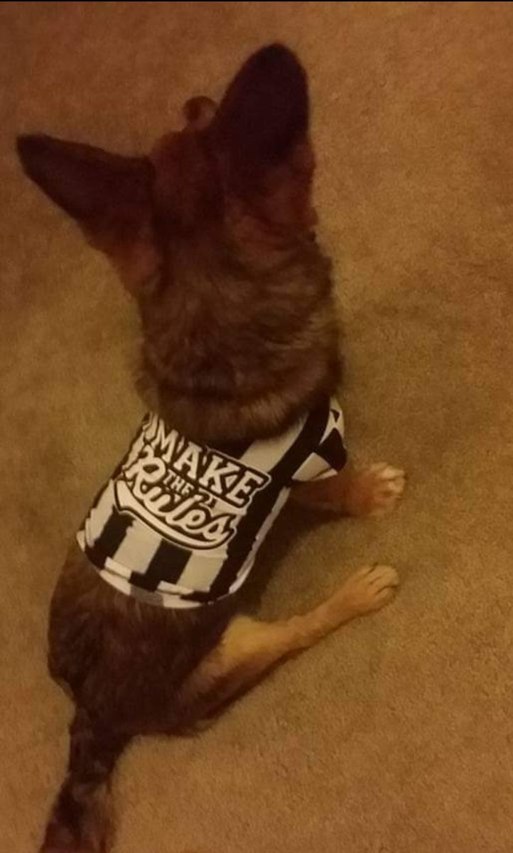 TheDiggyDogg's tweet photo. Doggo tip of da day...
Youz too can be in charge...just wear da right shirt to look the part. And don't take any stuffz from people in da crowd, like Hoomans!
Follow me for more tips.
#Dogincharge
#BossDog
#DogsOnTwitter
#GoodBoi https://t.co/Bo6NSkSihE