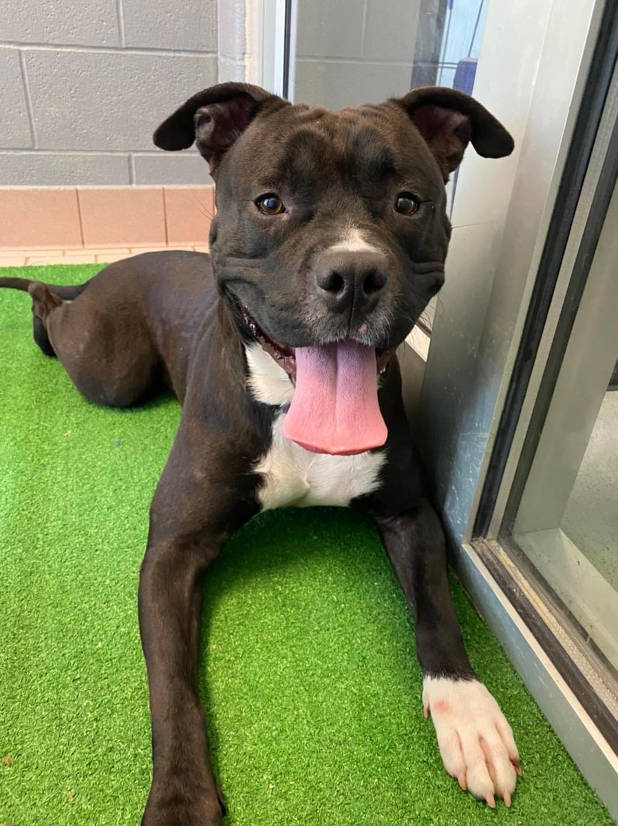 CuyahogaDogs's tweet photo. Volunteer: Knock, knock!
Yoohoo: Who’s there?
V: Hugh. 
Y: Hugh who?
V: Hugh’s a good dog?
Y: It’s me, I’m the good dog! 
Just celebrating National Tell A Joke Day here at CCAS:)

😂Yoohoo, the funny guy 3-year-old Staffordshire terrier/Retriever mix male

#CCASDailyDog #adoptme https://t.co/kslib8b0bU