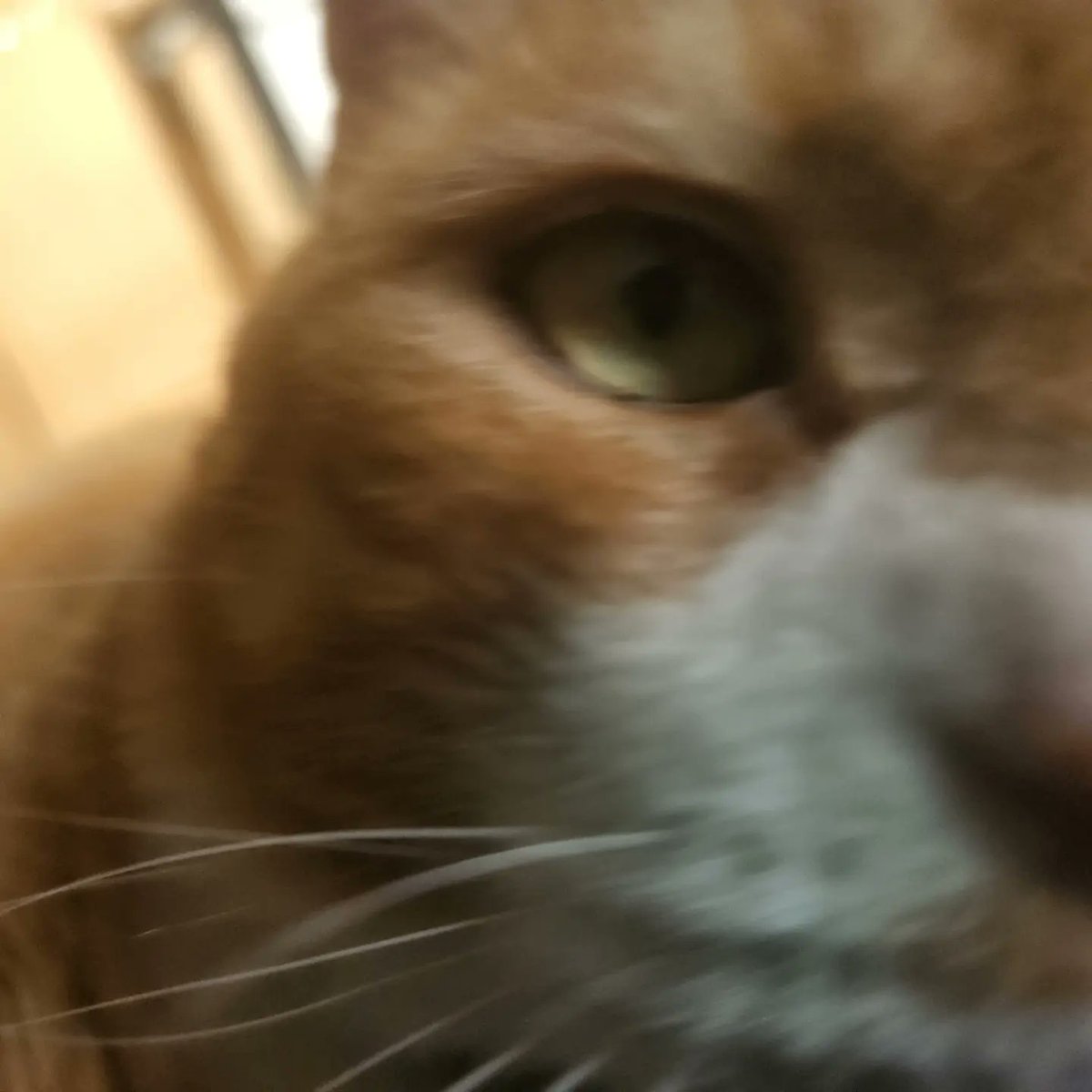 Chairman Meow Official 🐈 tweet media