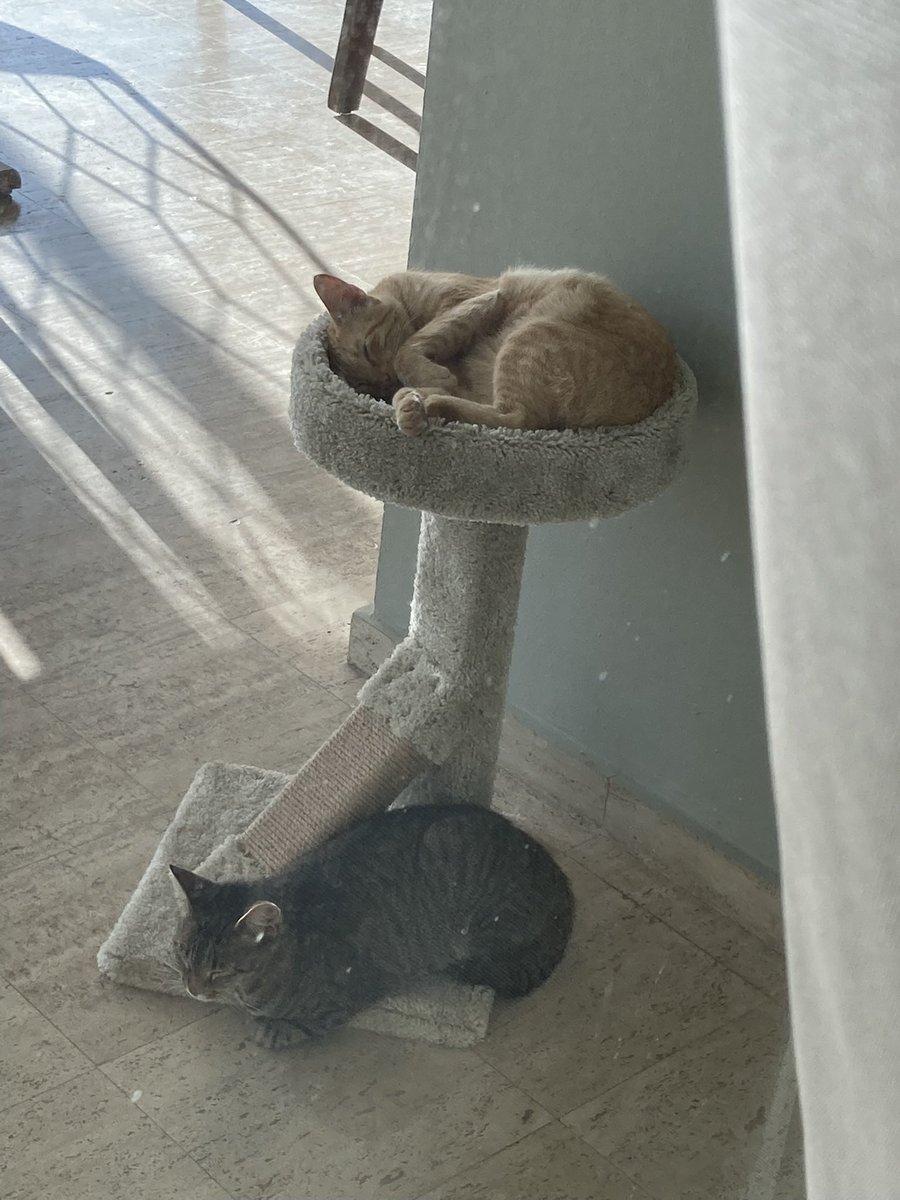 kittyobsessee's tweet photo. We got the cats a tower for their birthday and it’s been claimed by linguini ❤️ https://t.co/XlwvEFm877