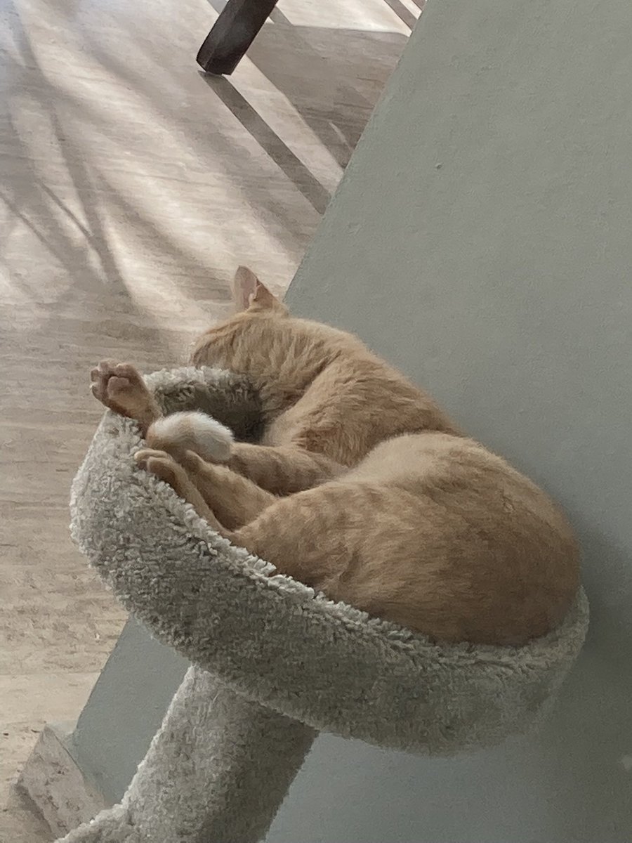 kittyobsessee's tweet photo. We got the cats a tower for their birthday and it’s been claimed by linguini ❤️ https://t.co/XlwvEFm877