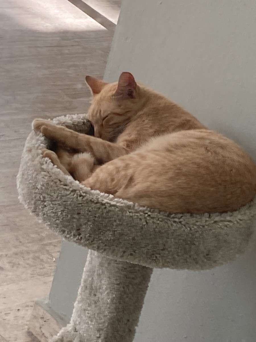 kittyobsessee's tweet photo. We got the cats a tower for their birthday and it’s been claimed by linguini ❤️ https://t.co/XlwvEFm877