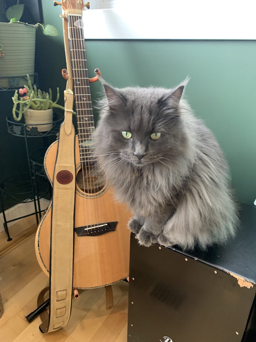 I’m contemplating getting the band back together 🎶 😹 🐈‍⬛ #catsoftwitter