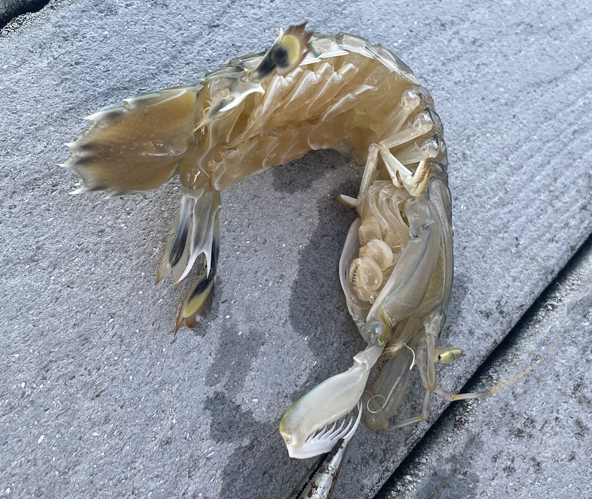SarahMackAttack's tweet photo. Oh MY god, my little brother just caught a friggen MANTIS SHRIMP off the dock in Sea Isle. Look at this thing!!! My birthmom went to touch it and I was like AHHH NO DO NOT TOUCH IT! https://t.co/MptDhdJIRo