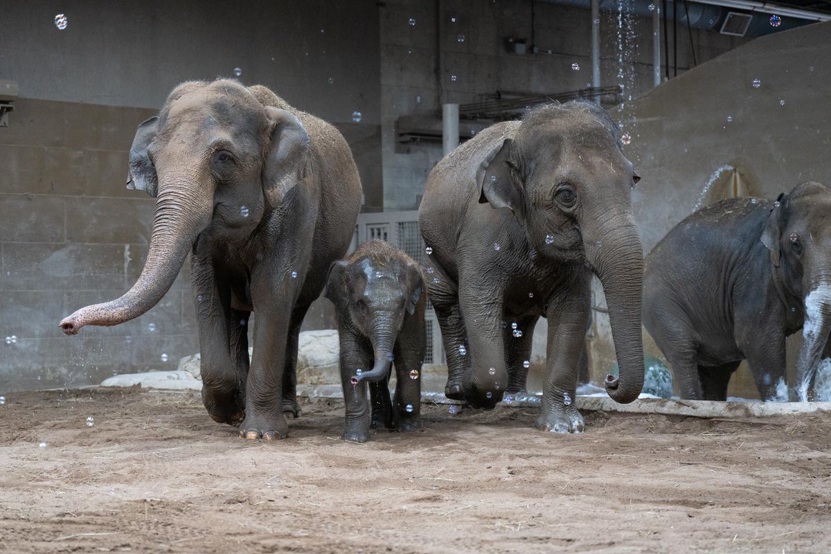 ColumbusZoo tweet picture