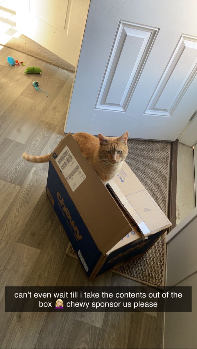 Bridget_king8's tweet photo. @Chewy https://t.co/71ccMwMl3v