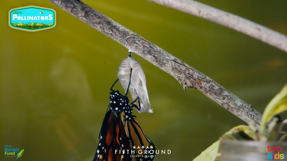 Leo's Explorer Club (@explorerclubtv) on Twitter photo Who doesn't enjoy a great game of tag? The PollinHeads are meeting up with Vicky from <a href="/TRCA_HQ/">Toronto and Region Conservation Authority</a>, to help with an amazing program that tags and tracks the Monarchs. This way we can keep a better eye on their population! Tune in this Thursday for a new adventure on #TVOkids! Who doesn't enjoy a great game of tag? The PollinHeads are meeting up with Vicky from <a href="/TRCA_HQ/">Toronto and Region Conservation Authority</a>, to help with an amazing program that tags and tracks the Monarchs. This way we can keep a better eye on their population! Tune in this Thursday for a new adventure on #TVOkids!