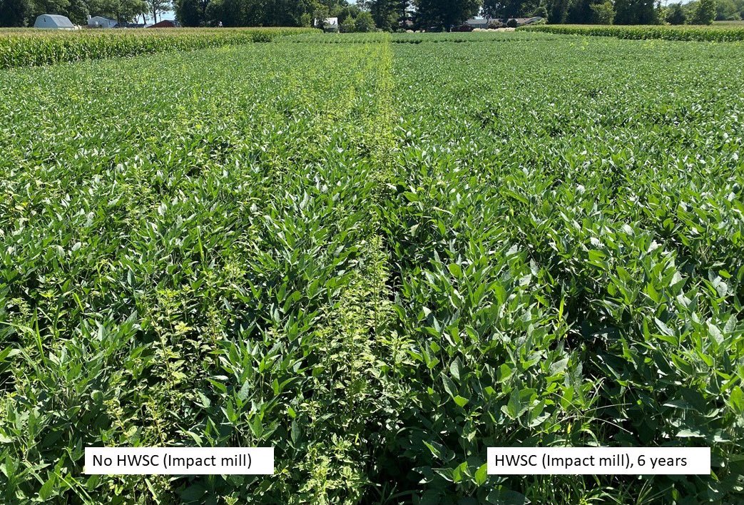 Vijay Singh (@vt_weeds) on Twitter photo If still not sure of the benefits of Harvest Weed Seed Control (HWSC) then look at this pic. Effect of 6 years of HWSC practices vs No HWSC (soybean heavily infested with Palmer amaranth) <a href="/VTAgWeeds/">Michael Flessner</a> <a href="/AgSystemScience/">Eugene Law</a> <a href="/GetRidOfWeeds/">GROW.IWM</a> If still not sure of the benefits of Harvest Weed Seed Control (HWSC) then look at this pic. Effect of 6 years of HWSC practices vs No HWSC (soybean heavily infested with Palmer amaranth) <a href="/VTAgWeeds/">Michael Flessner</a> <a href="/AgSystemScience/">Eugene Law</a> <a href="/GetRidOfWeeds/">GROW.IWM</a>