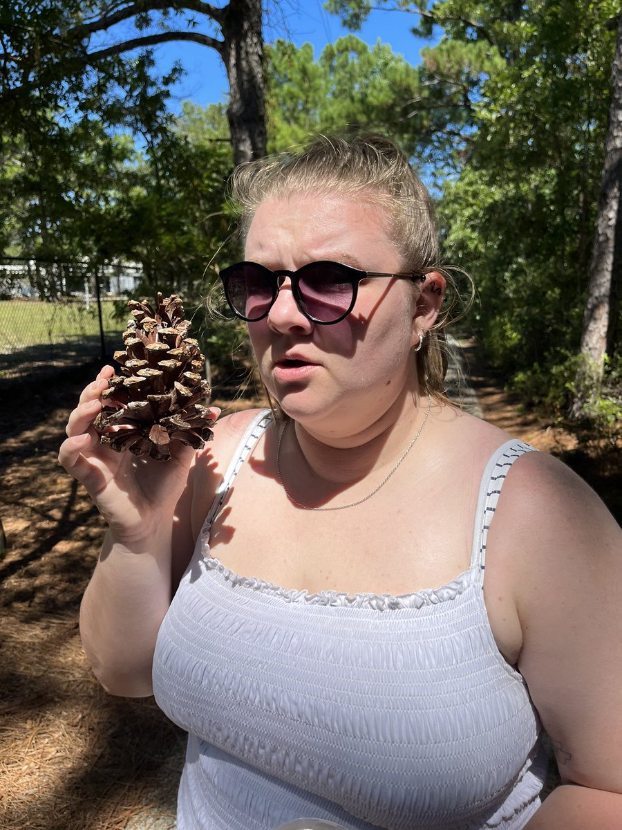 MissWebbNC's tweet photo. Pine cones are EXCESSIVELY large over here in the US! 🌲
This wasn’t even the biggest! 🤯
#teacherabroad #nature #culturalexchange https://t.co/z9zjBxGjJE