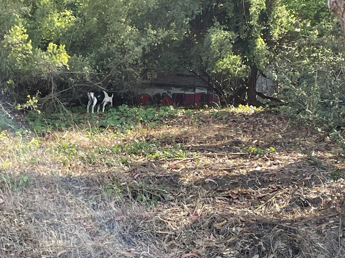 AjayHolmes's tweet photo. I live SF and just a block from me are the goats! So excited the Goats are back @usfca @CityGrazing https://t.co/OcAdOjD4Zn