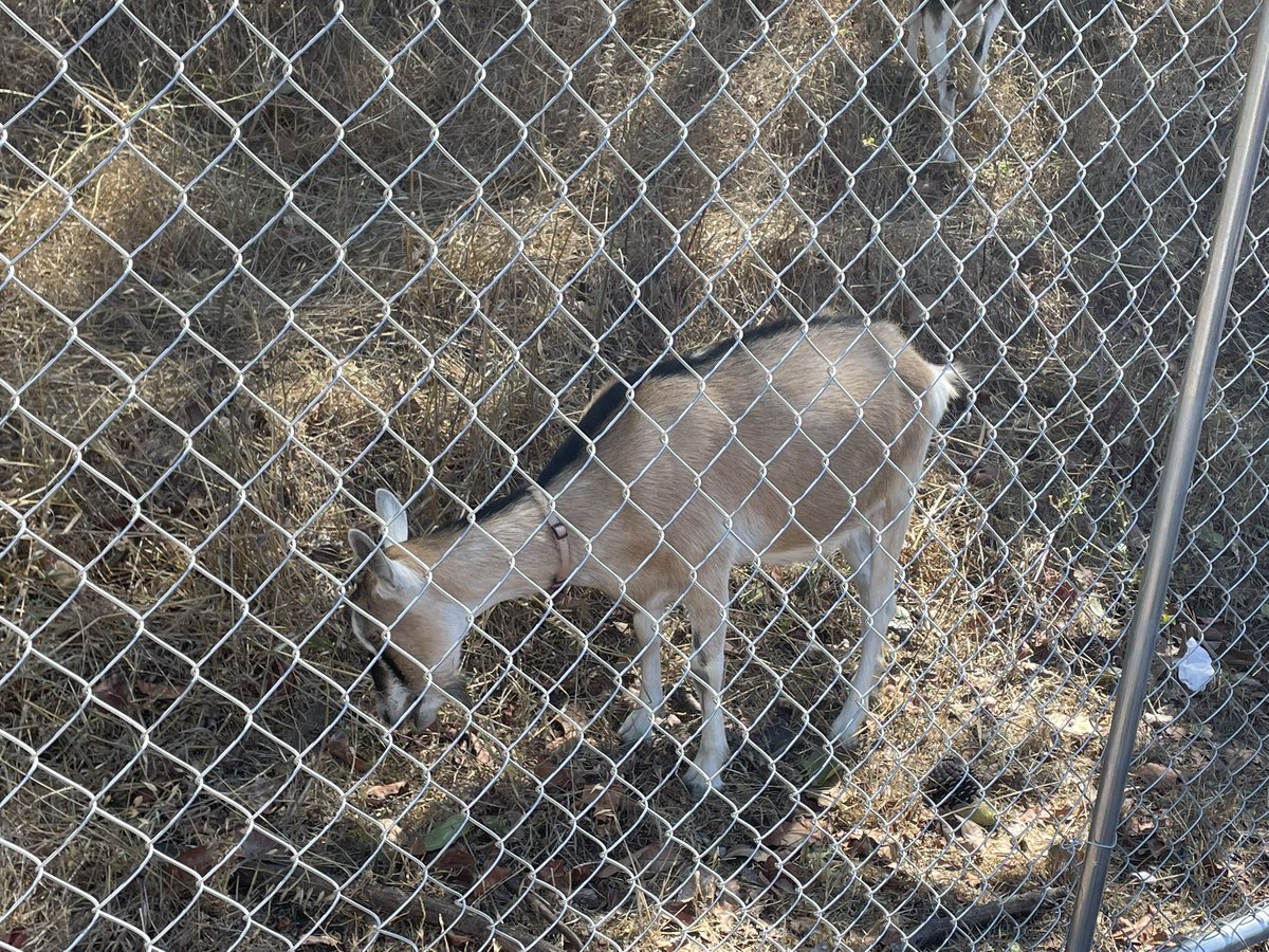 AjayHolmes's tweet photo. I live SF and just a block from me are the goats! So excited the Goats are back @usfca @CityGrazing https://t.co/OcAdOjD4Zn