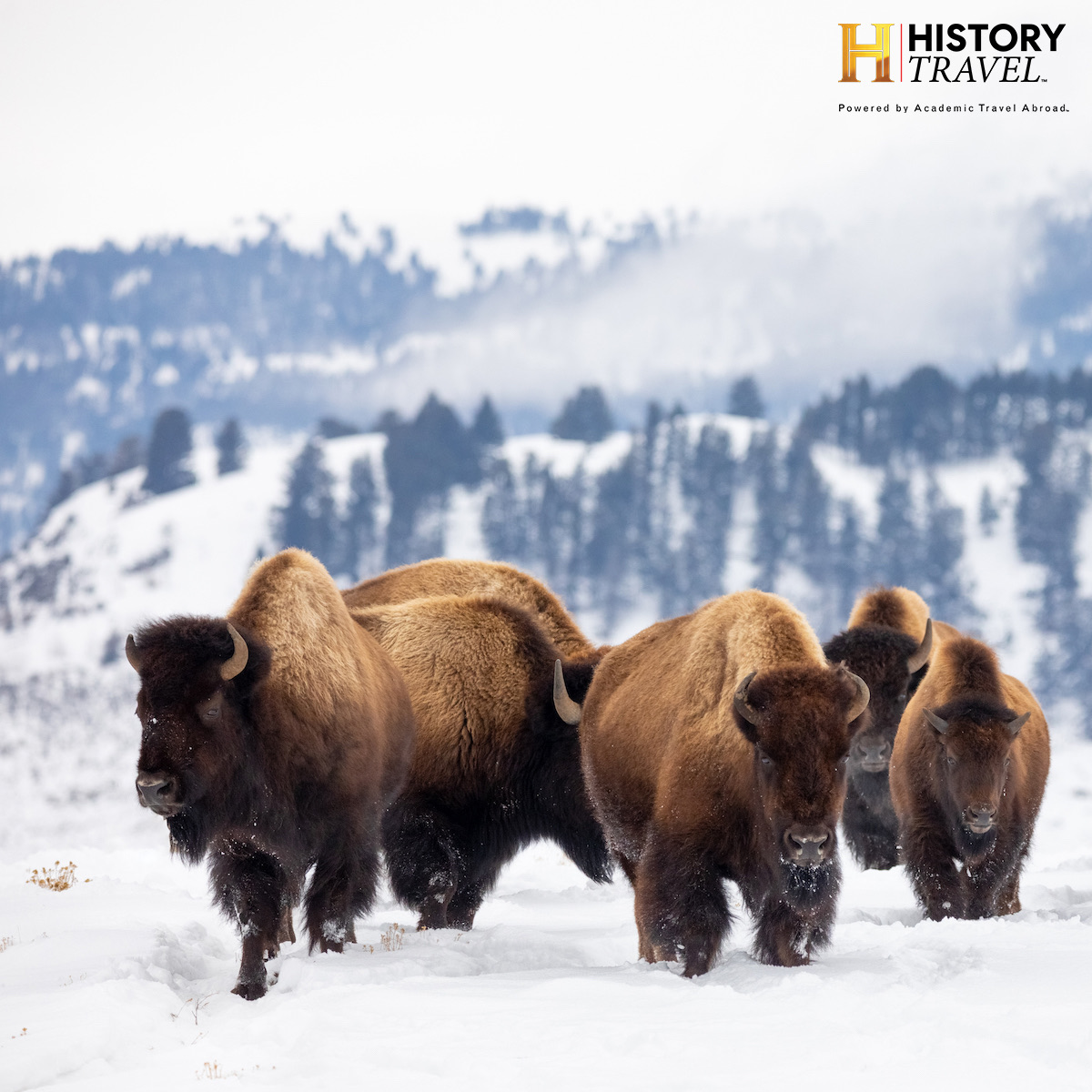 HISTORY Travel tweet media