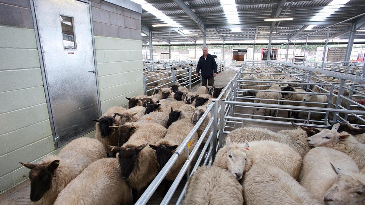 WorldlyHQ's tweet photo. If you are interested in modern sheep farming, like and retweet. https://t.co/yZCpH8qQvt