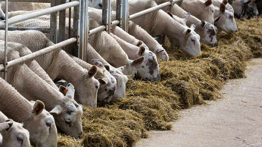 WorldlyHQ's tweet photo. If you are interested in modern sheep farming, like and retweet. https://t.co/yZCpH8qQvt