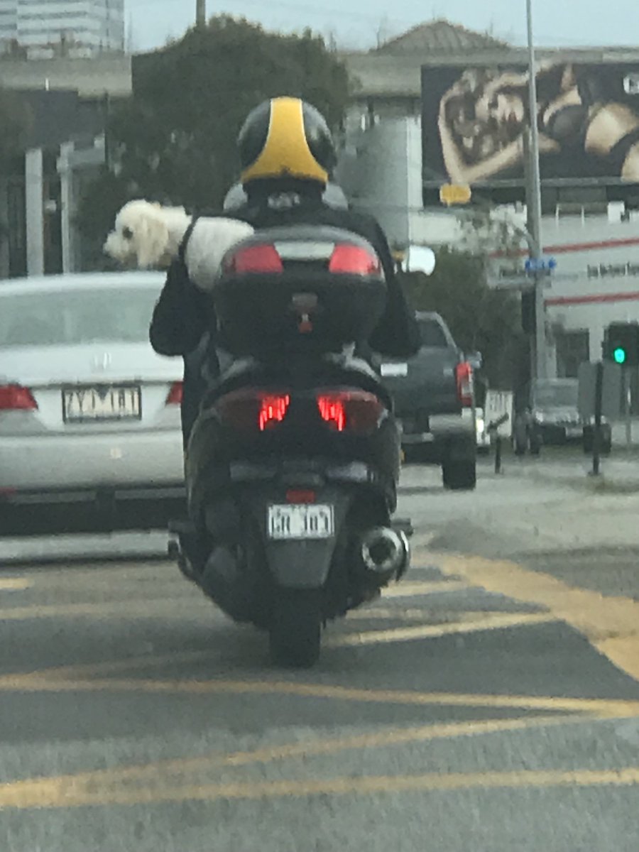 DanielleBond16's tweet photo. Motorcycle dog enjoying their ride into work this morning #dogsofmelbourne #ifeeltheneedforspeed #woof https://t.co/3DWIs1tayo