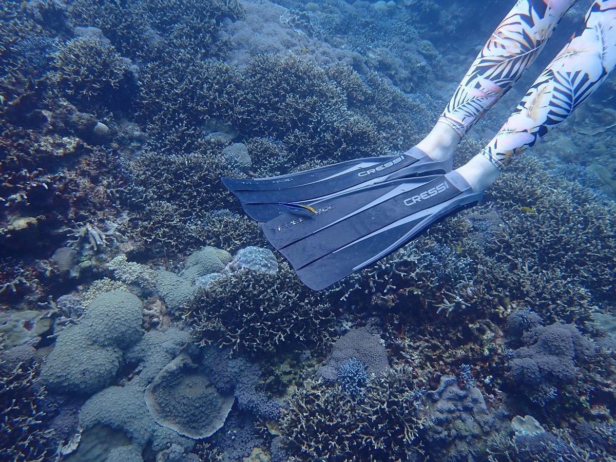 MariaBeger's tweet photo. On this field trip we are measuring #reefinteractions - observing cleaner wrasse is all good, but we didn’t think the fins needed cleaning! @LeedsEcoEvo @KatrinaJDavis , with Maddie and Ailuk https://t.co/jkNw5hoO3d